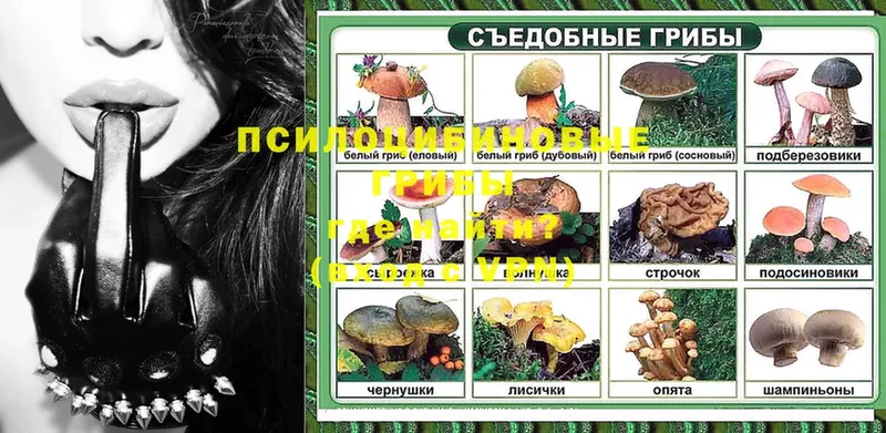 OMG ссылки  Новотроицк  Галлюциногенные грибы Psilocybe 